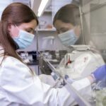Jessica Miller, a UofL graduate student researcher, works on methods and cultures that could extend the shelf life of tissue for cardiotoxicity testing of new drug candidates. (UofL Photo)