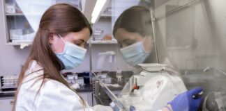 Jessica Miller, a UofL graduate student researcher, works on methods and cultures that could extend the shelf life of tissue for cardiotoxicity testing of new drug candidates. (UofL Photo)