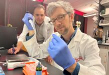 Alex Carll, assistant professor in the UofL Department of Physiology, front, with Matthew Nystoriak, associate professor of medicine