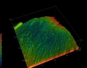 3-D image of heart tissue taken using one of two new multiphoton confocal microscopes provided to the University of Louisville by the Veterans Health Administration