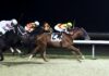 Horses racing on the Tapeta Footings synthetic track surface at Turfway Park in Florence, Ky. (Photo by Coady Photography)