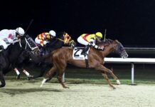 Horses racing on the Tapeta Footings synthetic track surface at Turfway Park in Florence, Ky. (Photo by Coady Photography)