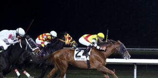 Horses racing on the Tapeta Footings synthetic track surface at Turfway Park in Florence, Ky. (Photo by Coady Photography)