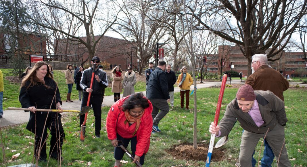 people planting trees on UofL's Belknap campus