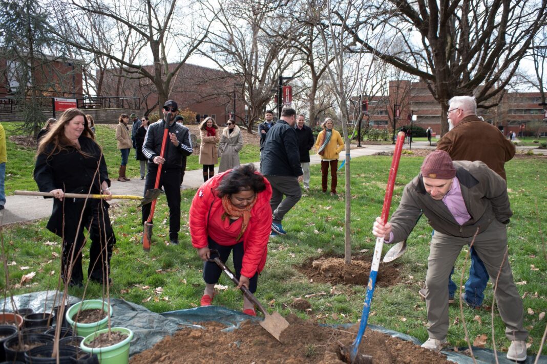 people planting trees on UofL's Belknap campus