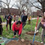 people planting trees on UofL's Belknap campus