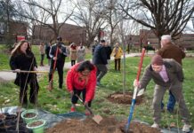 people planting trees on UofL's Belknap campus