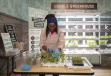 Patricia Nyalwal, graduate student in the College of Education and Human Development, harvests greens from Louie's greenhouse for sandwiches at the Ville Grille.
