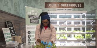 Patricia Nyalwal, graduate student in the College of Education and Human Development, harvests greens from Louie's greenhouse for sandwiches at the Ville Grille.