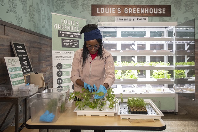 Patricia Nyalwal, graduate student in the College of Education and Human Development, harvests greens from Louie's greenhouse for sandwiches at the Ville Grille.