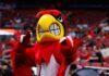 Louie the Cardinal is the mascot of the University of Louisville (photo courtesy UofL Athletics)