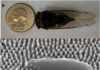 The North American annual cicada, top, with a quarter for size reference. Below, a magnified image from a small portion of the wing shows a bacterium that has been destroyed by nanopillars on the cicada’s wing.