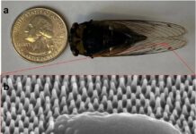 The North American annual cicada, top, with a quarter for size reference. Below, a magnified image from a small portion of the wing shows a bacterium that has been destroyed by nanopillars on the cicada’s wing.