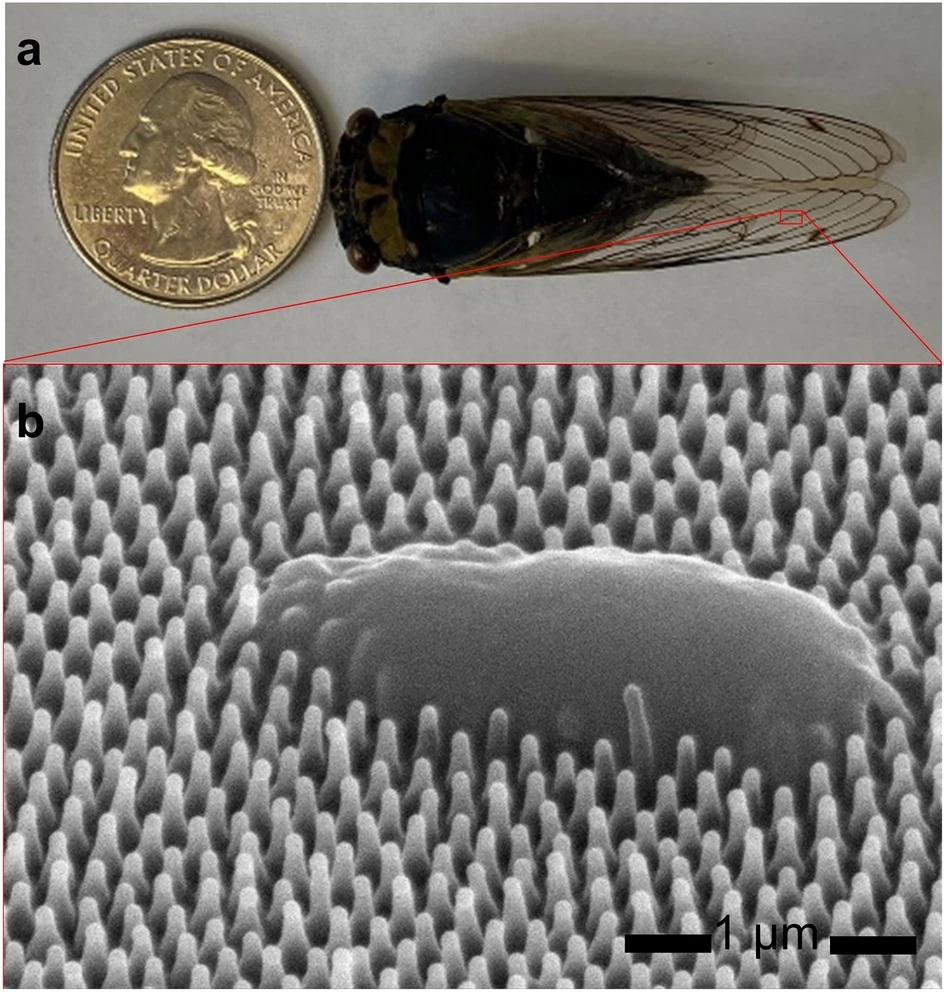 The North American annual cicada, top, with a quarter for size reference. Below, a magnified image from a small portion of the wing shows a bacterium that has been destroyed by nanopillars on the cicada’s wing.