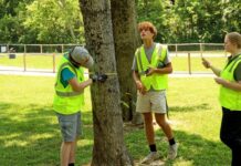 CEEEM interns conduct a tree project