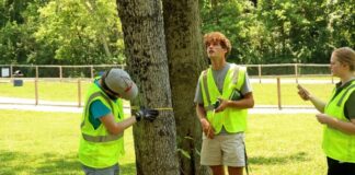 CEEEM interns conduct a tree project