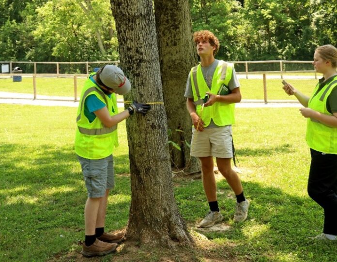 CEEEM interns conduct a tree project