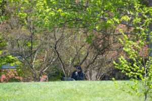 A student amid trees on UofL’s Belknap Campus. UofL photo.
