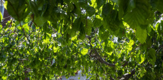 Leafy branches frame the entrance to Grawemeyer Hall on UofL’s Belknap Campus. UofL photo.