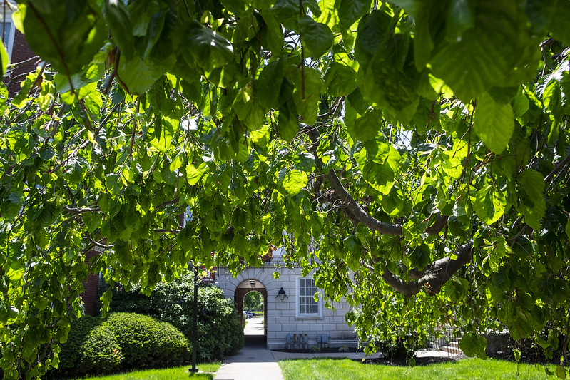 Leafy branches frame the entrance to Grawemeyer Hall on UofL’s Belknap Campus. UofL photo.