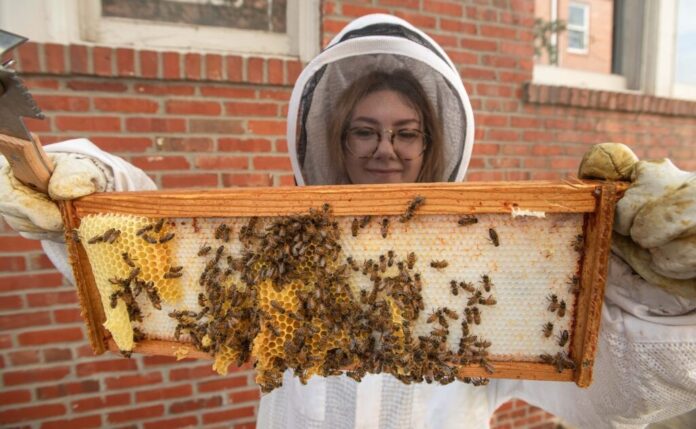 UofL Sustainability's beekeeping intern Shelby Robinson