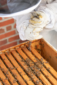 Shelby Robinson carefully tends to the beehives.