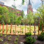 Trees and plants grown at a park in downtown Louisville.