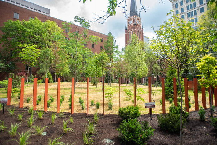 54517406659_dc925837ba_c Trees and plants grown at a park in downtown Louisville.