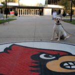Lily, the ULPD comfort dog sits next to the Cardinal outside of BAB