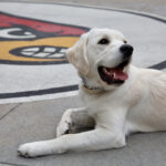 Unleashing comfort on campus The power of pups on students’ mental health