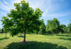 UofL study shows living near trees benefits the immune system Trees with shadow in a grassy park.