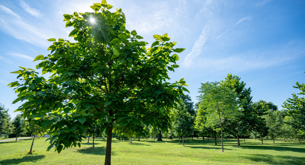 Trees with shadow in a grassy park.