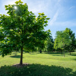 Trees with shadow in a grassy park.