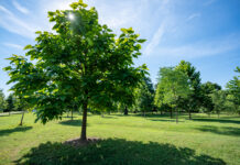 UofL study shows living near trees benefits the immune system Trees with shadow in a grassy park.