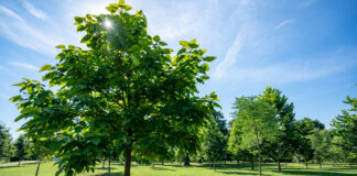 Trees with shadow in a grassy park.