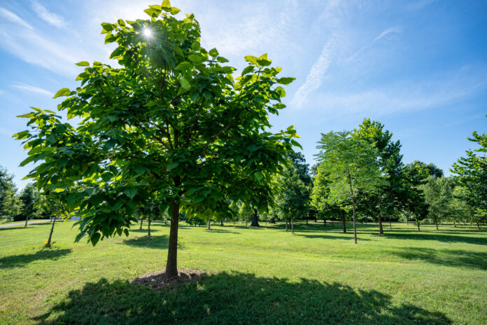 Trees with shadow in a grassy park.