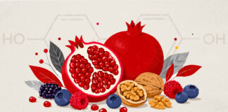 UofL scientists unlock gut-healing power of fruits and nuts paired with the right gut microbes Illustration depicting pomegranates, walnuts and berries and the chemical structure of urolithin A