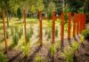 The Trager MicroForest, a research project of UofL's Christina Lee Brown Envirome Institute, is a revamped and upgraded green space in the heart of downtown Louisville. It is an area for scientific inquiry into the impact of intense urban greening.